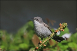 <p>PĚNICE POKŘOVNÍ (Sylvia curruca) /Lesser whitethroat - Klappergrasmücke/</p>
